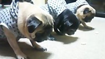 Most Disciplined Dogs Ever