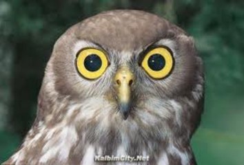 Owl Looks Totally Fake