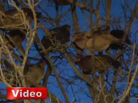 Bu tavuklar ağaçta yaşıyor! - İhlas Haber Ajansı (İHA)