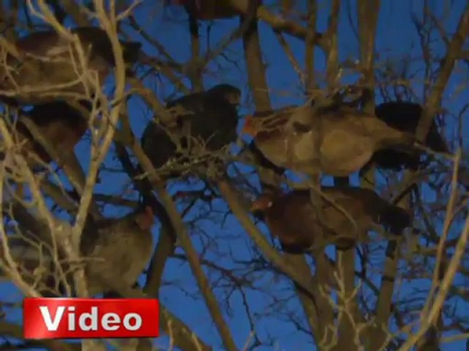 Bu tavuklar ağaçta yaşıyor! - İhlas Haber Ajansı (İHA)