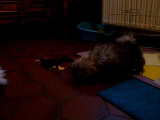 Les nouveaux joujoux des chiots pékinois.