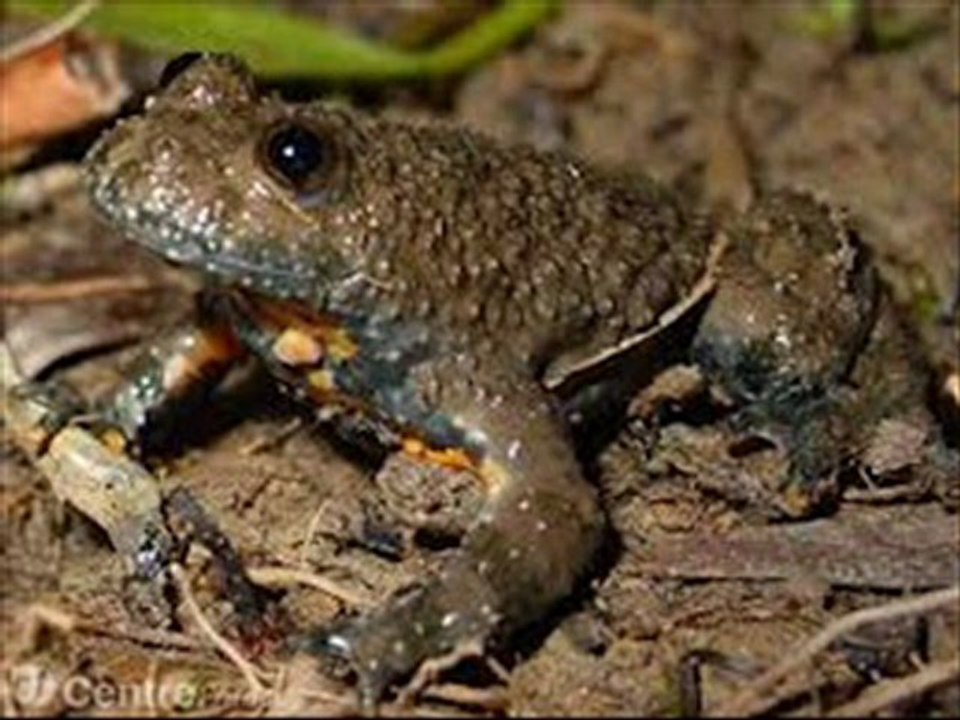 reprise a cappella - sale crapaud- Ina Ich