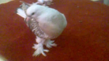 1 aylık yavrularım