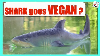 MEAL 1 SUPER AWESOME VEGAN SUPERFOOD PROTEIN SHAKE ConikiTV 2013