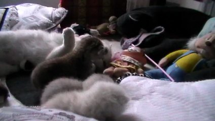 bébés Duchesse 2013