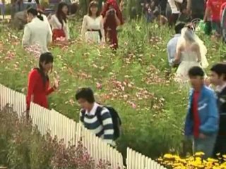 Цветы вишни, традиции и змеиный суп