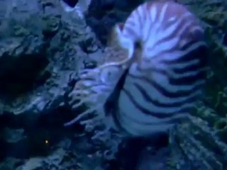Nautilus