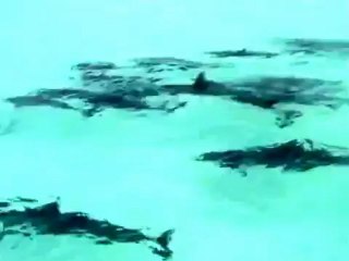 Spinner dolphins video