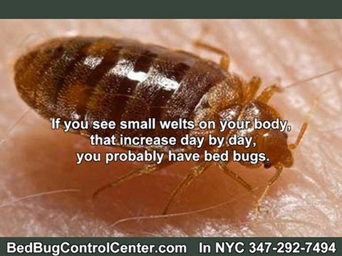 Bed Bugs Attack Major Cities like NY