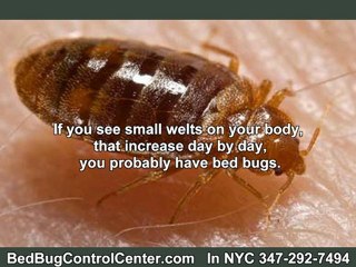 Bed Bugs Attack Major Cities like NY