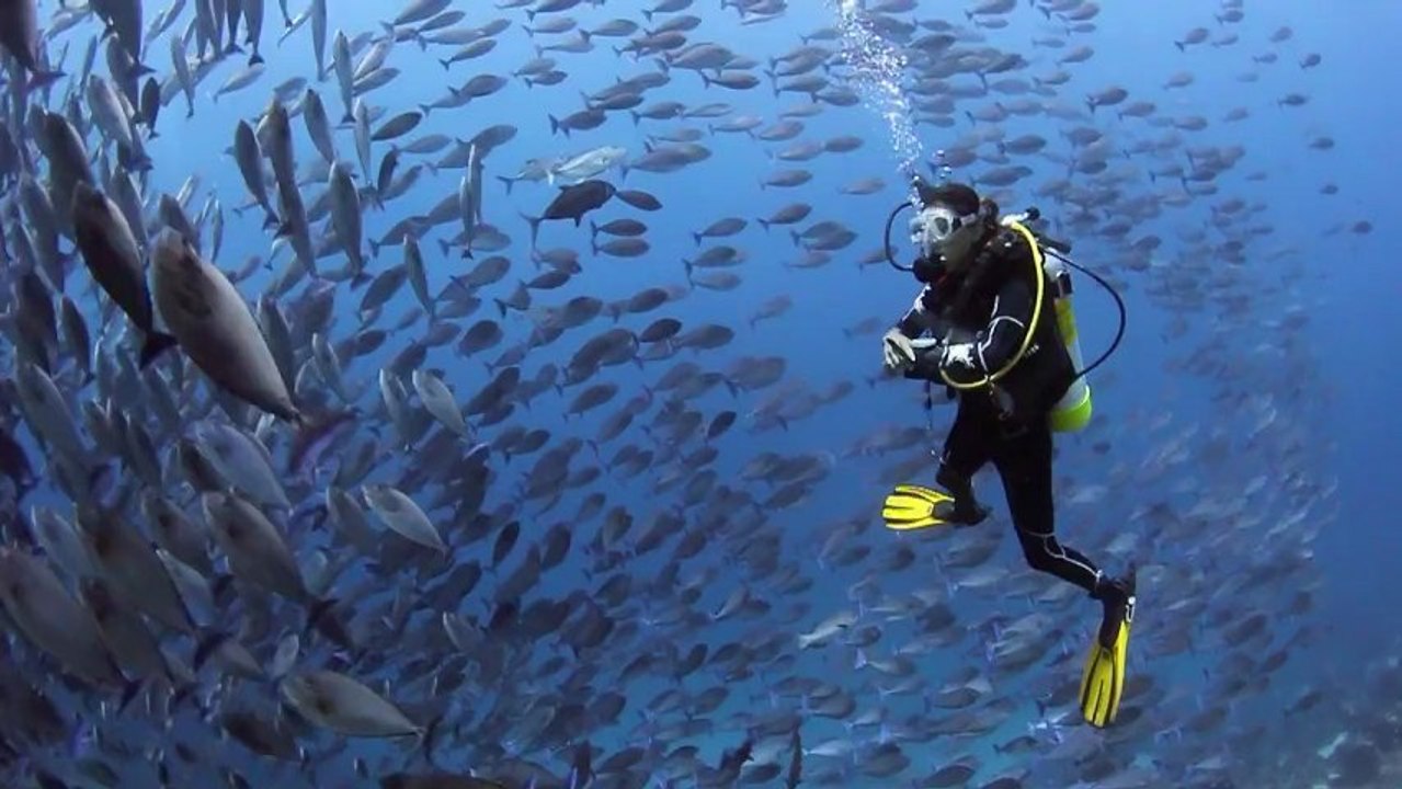 Underwater Paradise - Raja Ampat HD