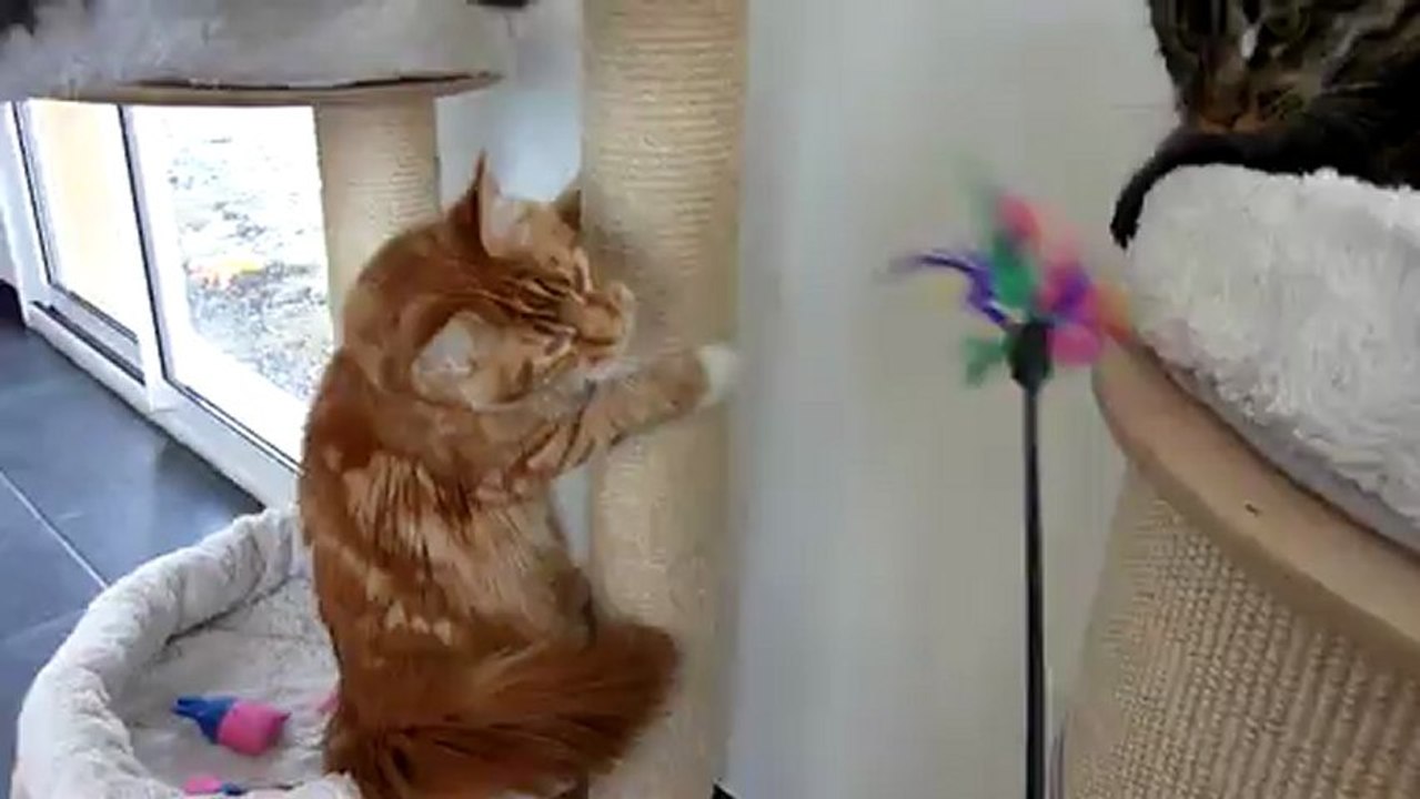 Mes bébés !!!!