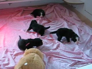 BB Chaumes/Dyorg 13 jours