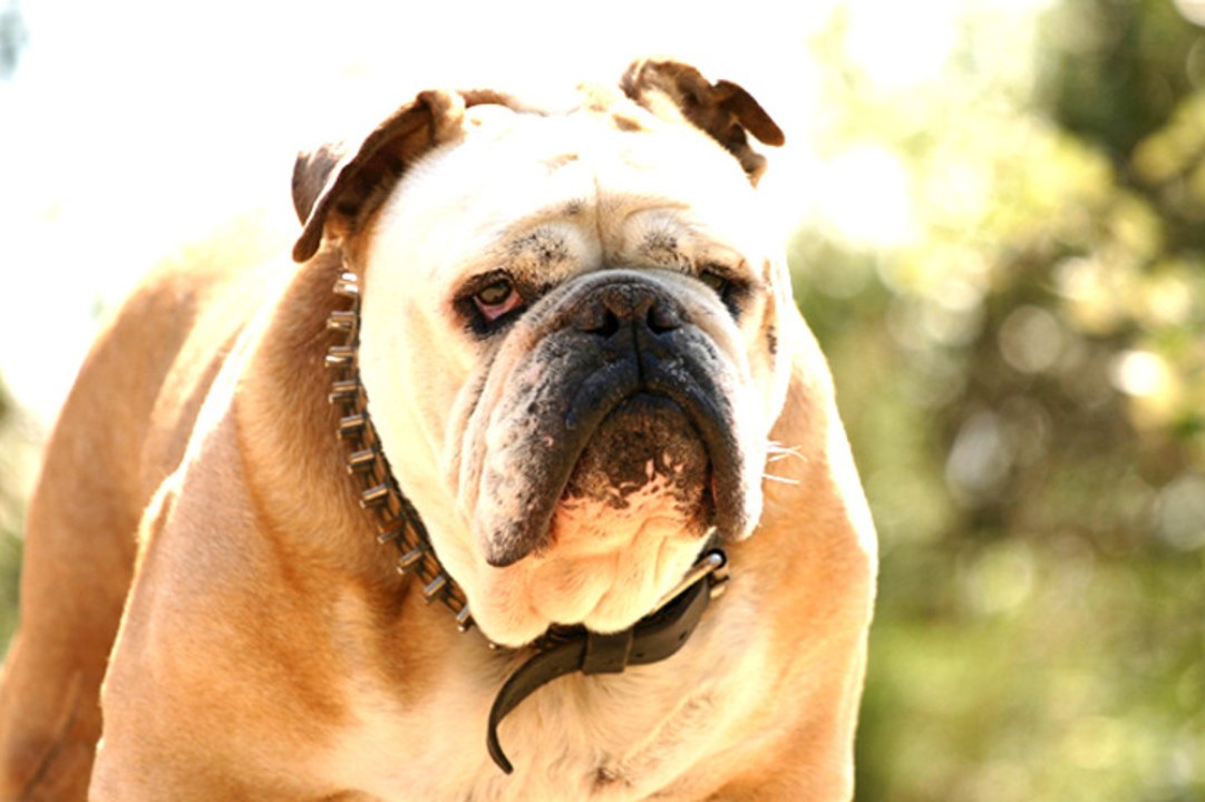 All About Bulldogs
