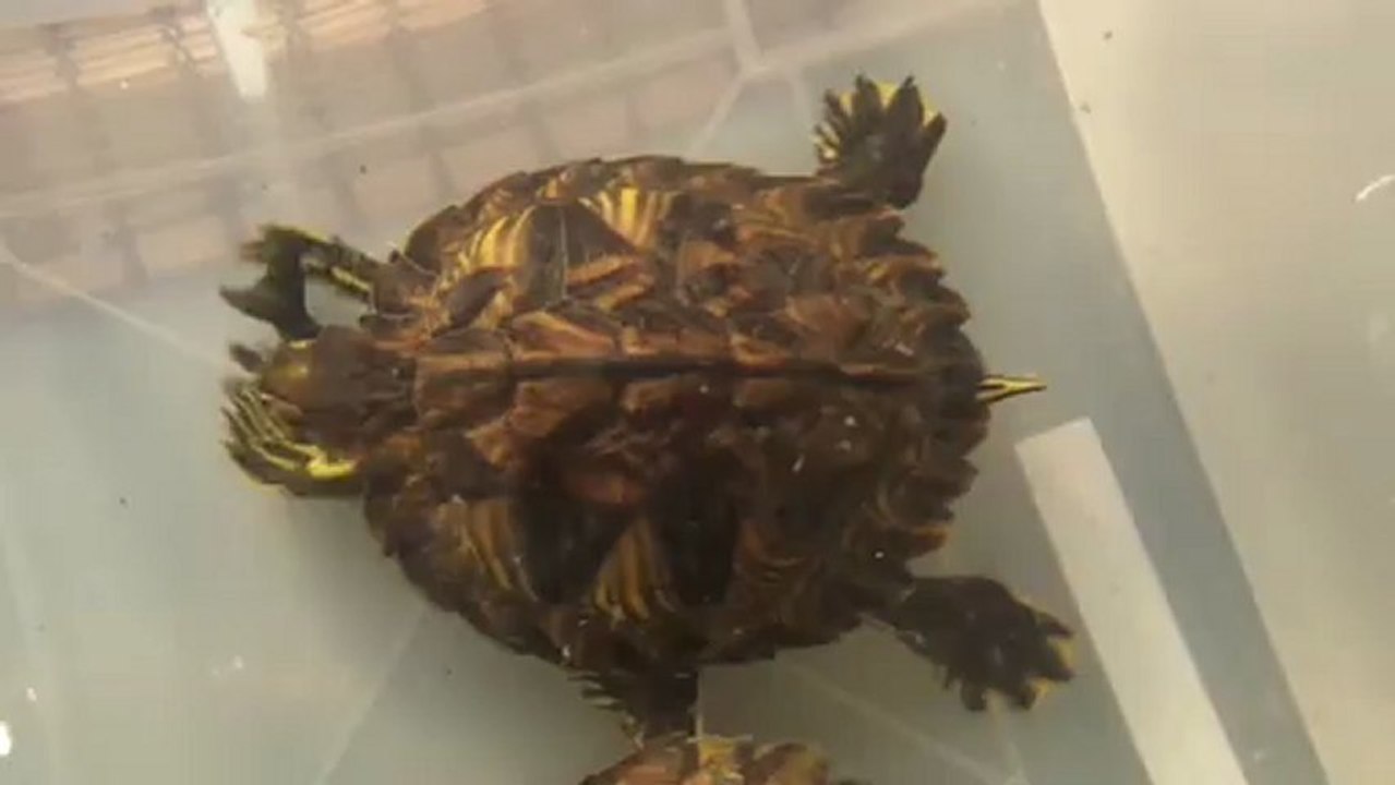 Trois tortues qui ont faim VS cinq poissons