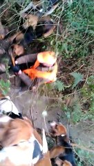 un sanglier blessé aux abois dans l eau
