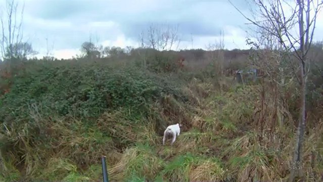 Chasse à la bécasse au braque français