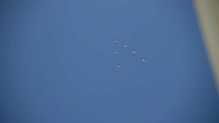 Белые  гуси