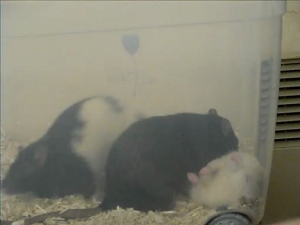 La toilette