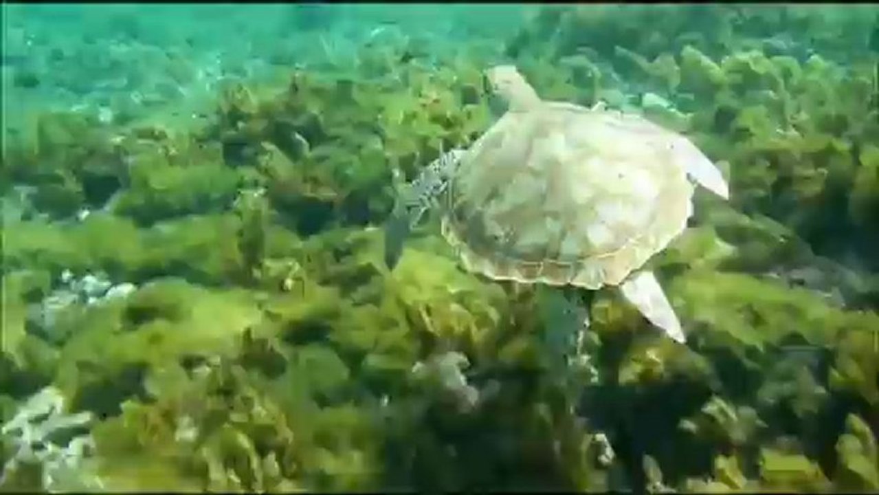 Tortue