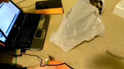 Bengal Cat Rumble Hiding in a Plastic Bag Linus Cat Tips