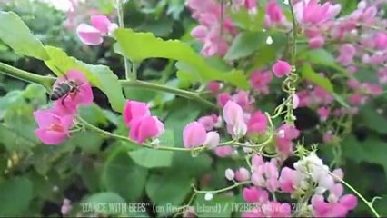 Dance with Bees (on Reunion Island)