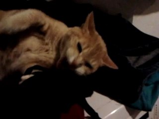 La Chatte et le soutien gorge ...