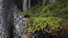 Biodiversité en forêt