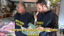 Perugia - Controlli macellerie Corpo forestale dello Stato dell'Umbria (07.02.13)