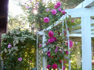 le jardin extraordinaire 2009 - Copie