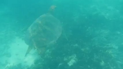 promenade avec les tortues lifou