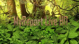 Intro Jungle | MyReport Live HD