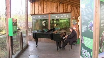 Clayderman fails to inspire London Zoo Tortoises