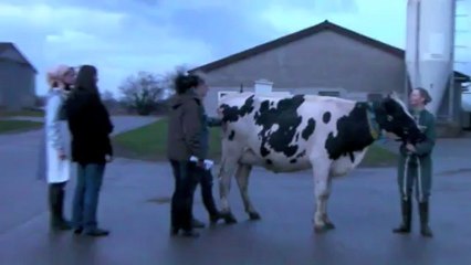 Demoiselles de Thiérache