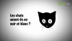 Les chats voient-ils en noir et blanc ?