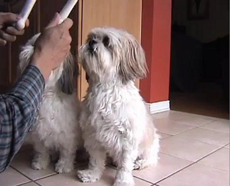 Nylon Dog Bones For Great Dog Dental Health