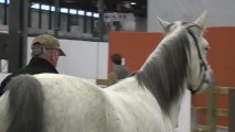 L'équitation comportementale à Jumping l'Expo
