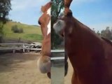 Just For Fun With The World's Smartest Horse