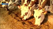 Salon de l'Agriculture : Aronde, la vache normande superstar - 16/02