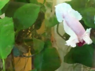 Betta PK Big ears blanc reflet vert