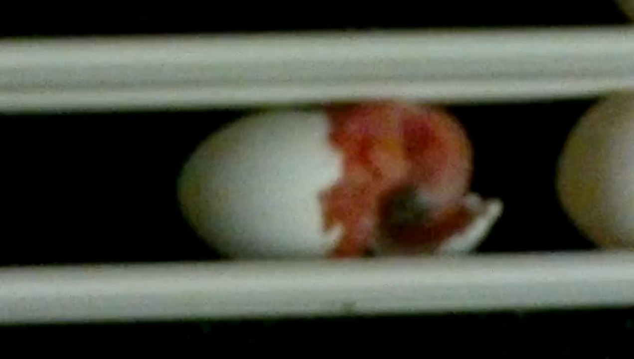 Naissance d'un personata en couveuse