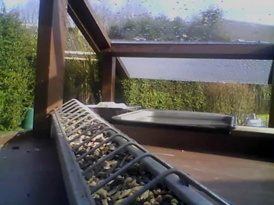 MANGEOIRE 09/02/2013 14h20 :: Les mésanges noires débarquent.