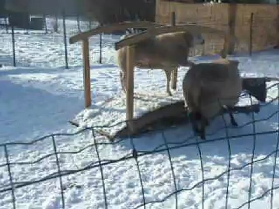 P'tite Mê, Miss Peggy et p'tit Biquet - Janvier 2013