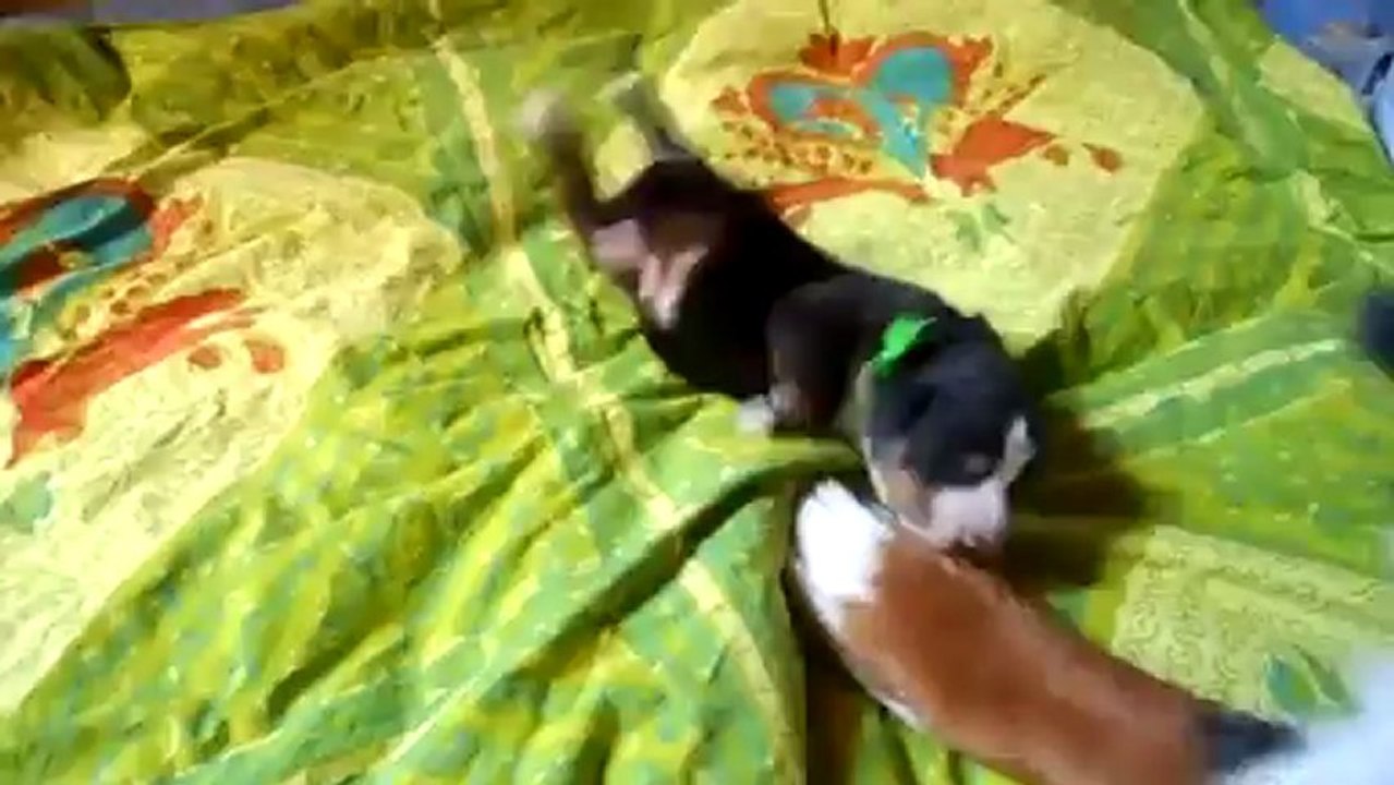 bébé vert cherche sa maman...