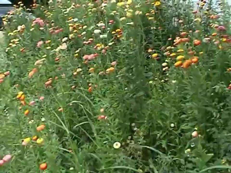 Engiz topdagini sevenler 2011 vatanima seyahat 7.bölüm-mehmet kalyon