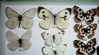 L'étalages des papillons