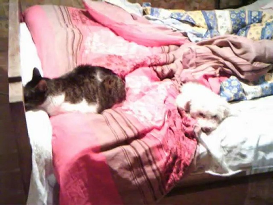 Mon film sur mes animaux