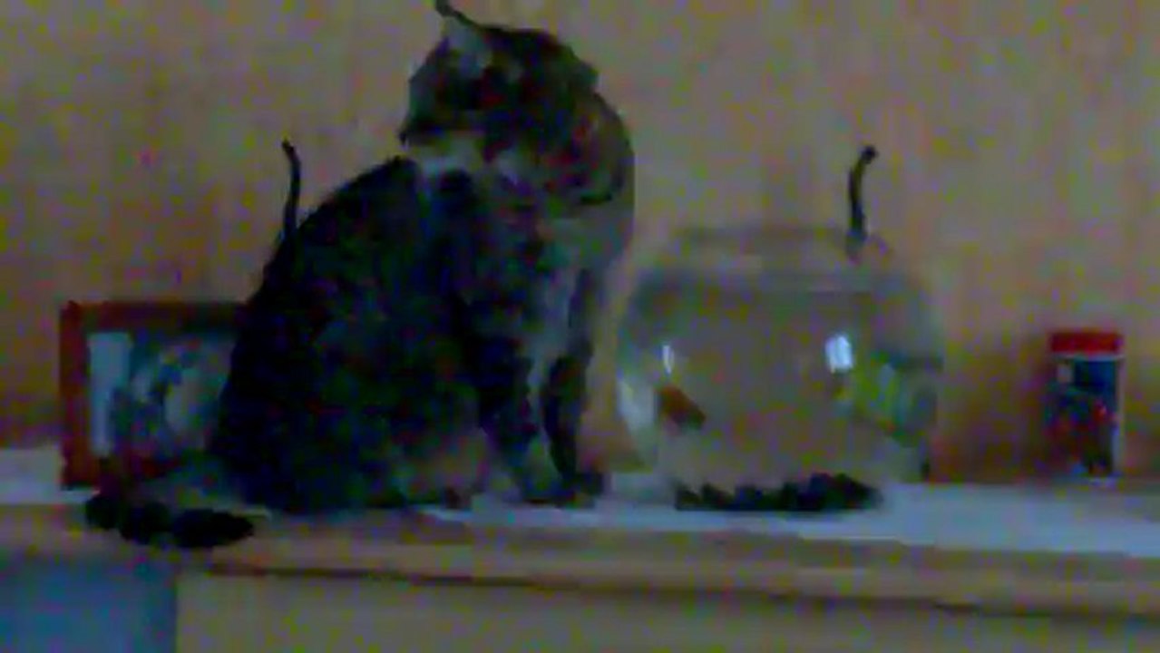 20110101-01012011009