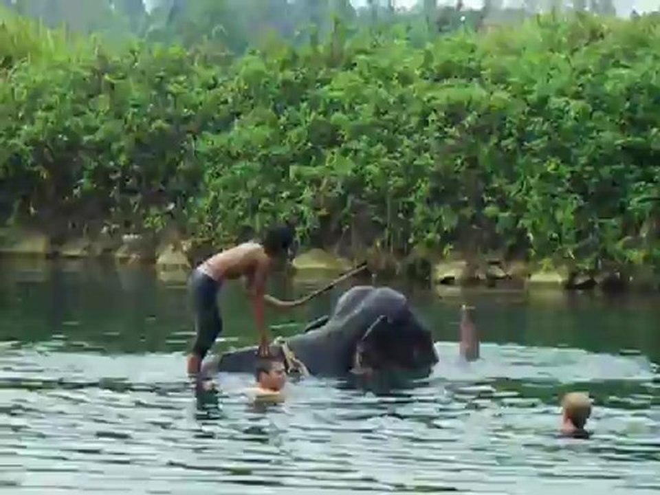 baignade éléphant