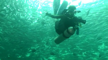 Sipadan 2012 - Barracuda Point 2